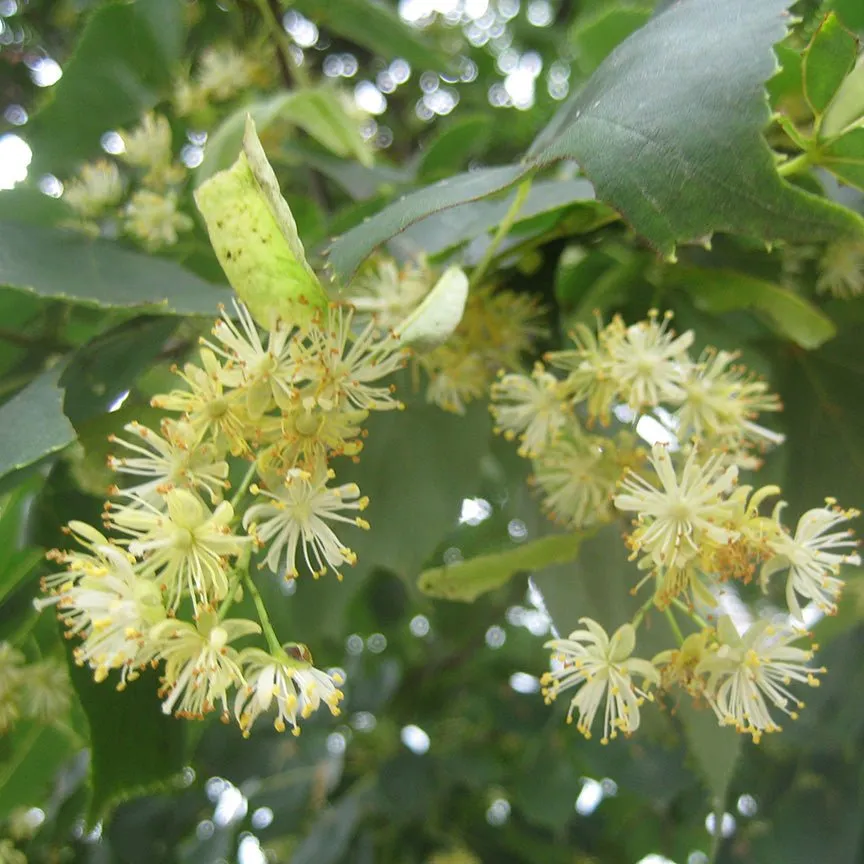 Linden Blossom CO2 Select Extract Essential Oil